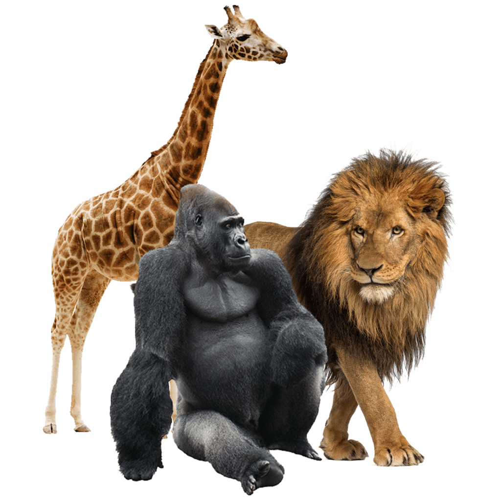 A giraffe, lion and gorilla in one photo