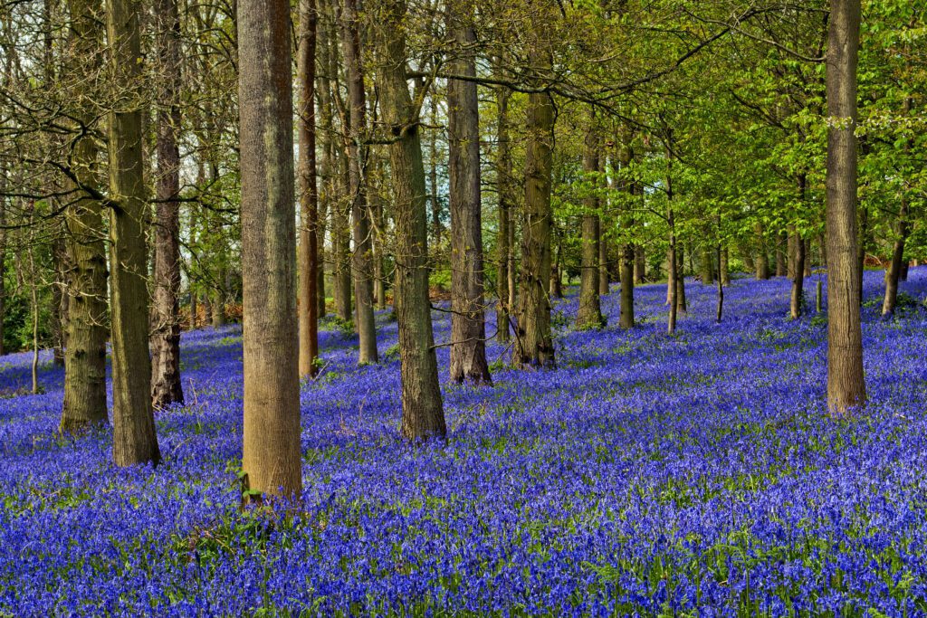 Picture of bluebells in Oxfordshire where we provide Pat Testing