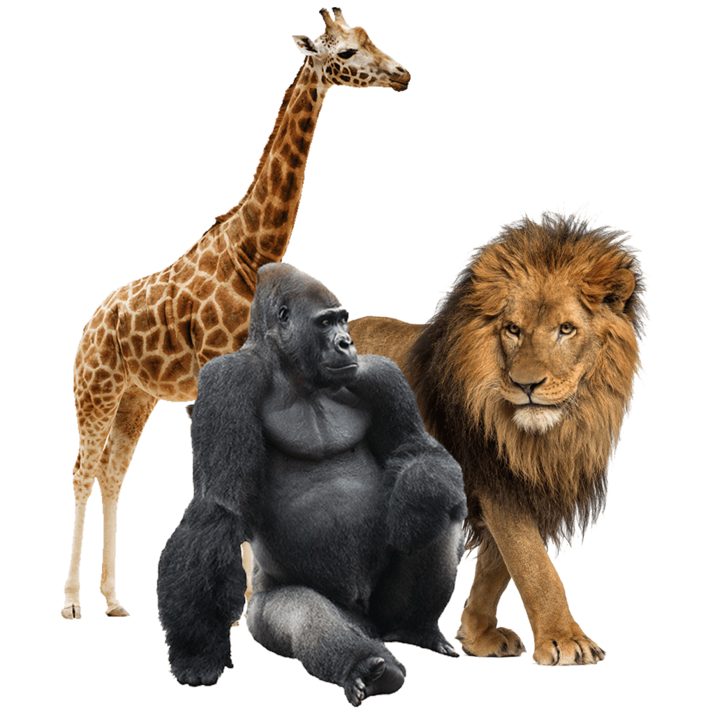 A giraffe, lion and gorilla in one photo