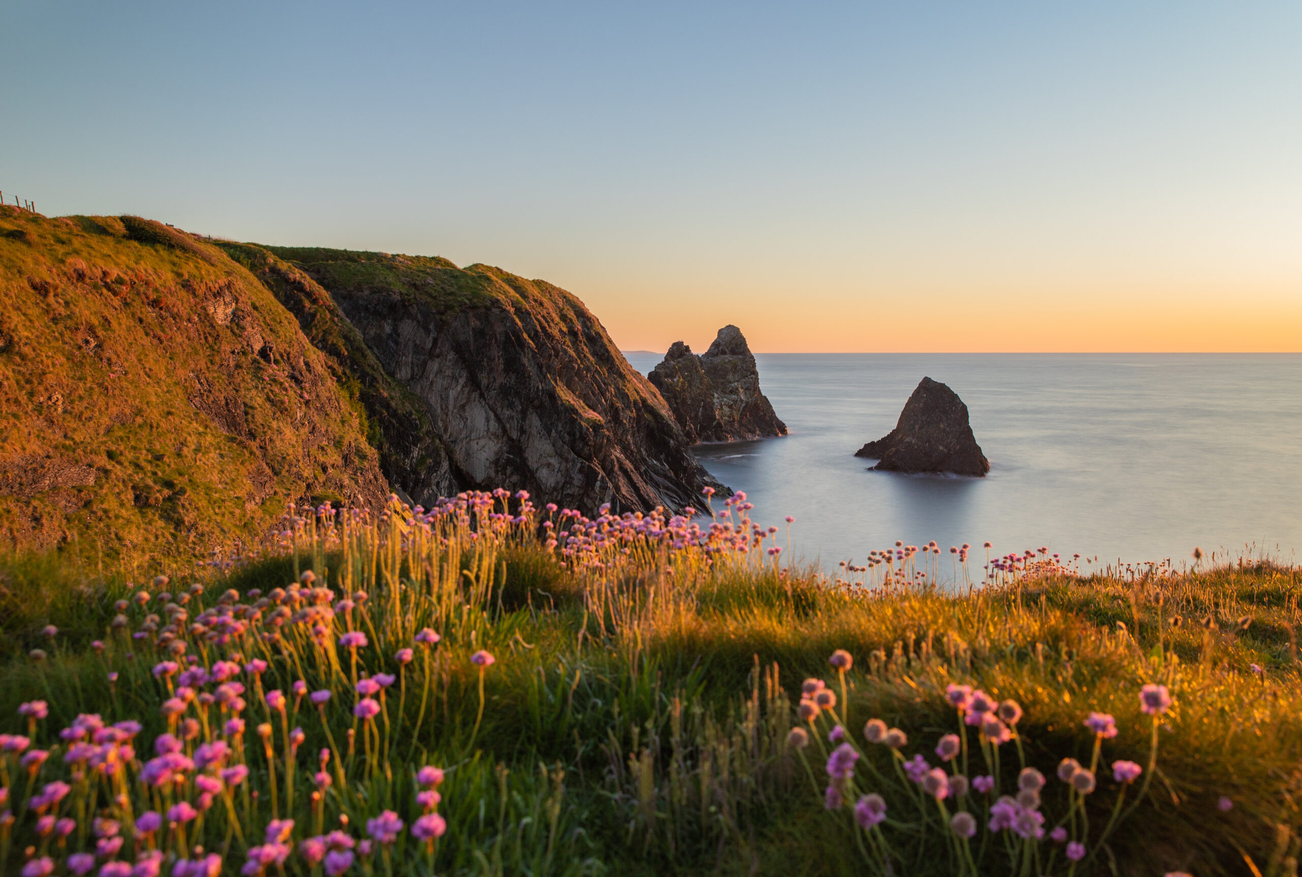The coast of Ceibwr in Pembrokeshire, Wales with pink sea thrift