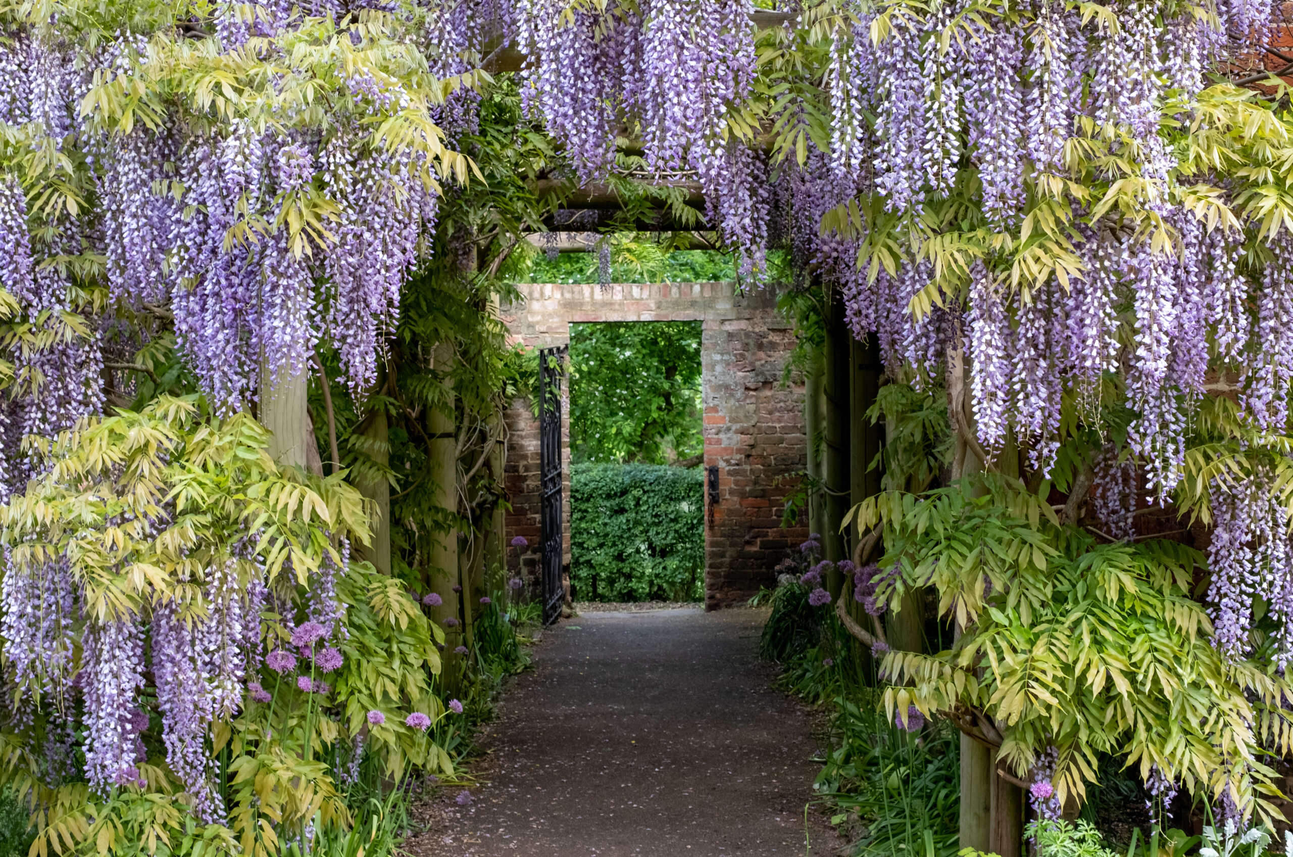 Wisteria tunnel at Eastcote House Gardens, London Borough of Hillingdon. Photographed on a sunny day in mid May when the purple flowers are in full bloom.